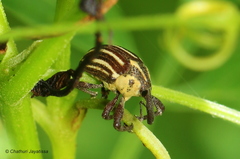 Sternuchopsis ceylonensis