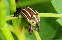 Sternuchopsis ceylonensis