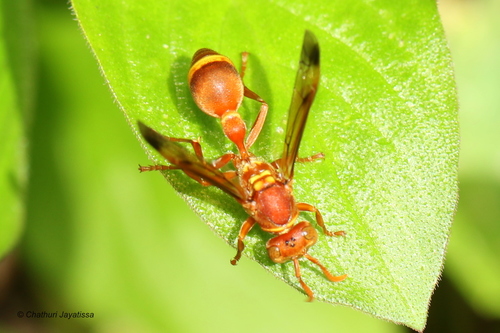 Ropalidia marginata (Lepeletier, 1836)