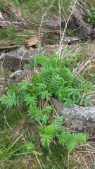 Sanguisorba dodecandra