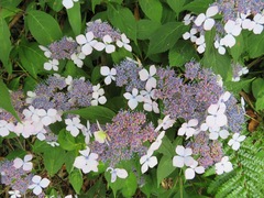 Hydrangea serrata