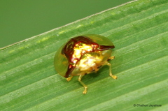 Aspidimorpha furcata