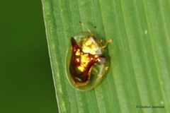 Aspidimorpha furcata