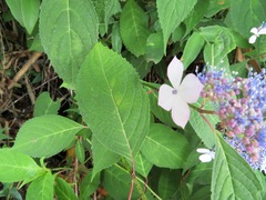 Hydrangea serrata