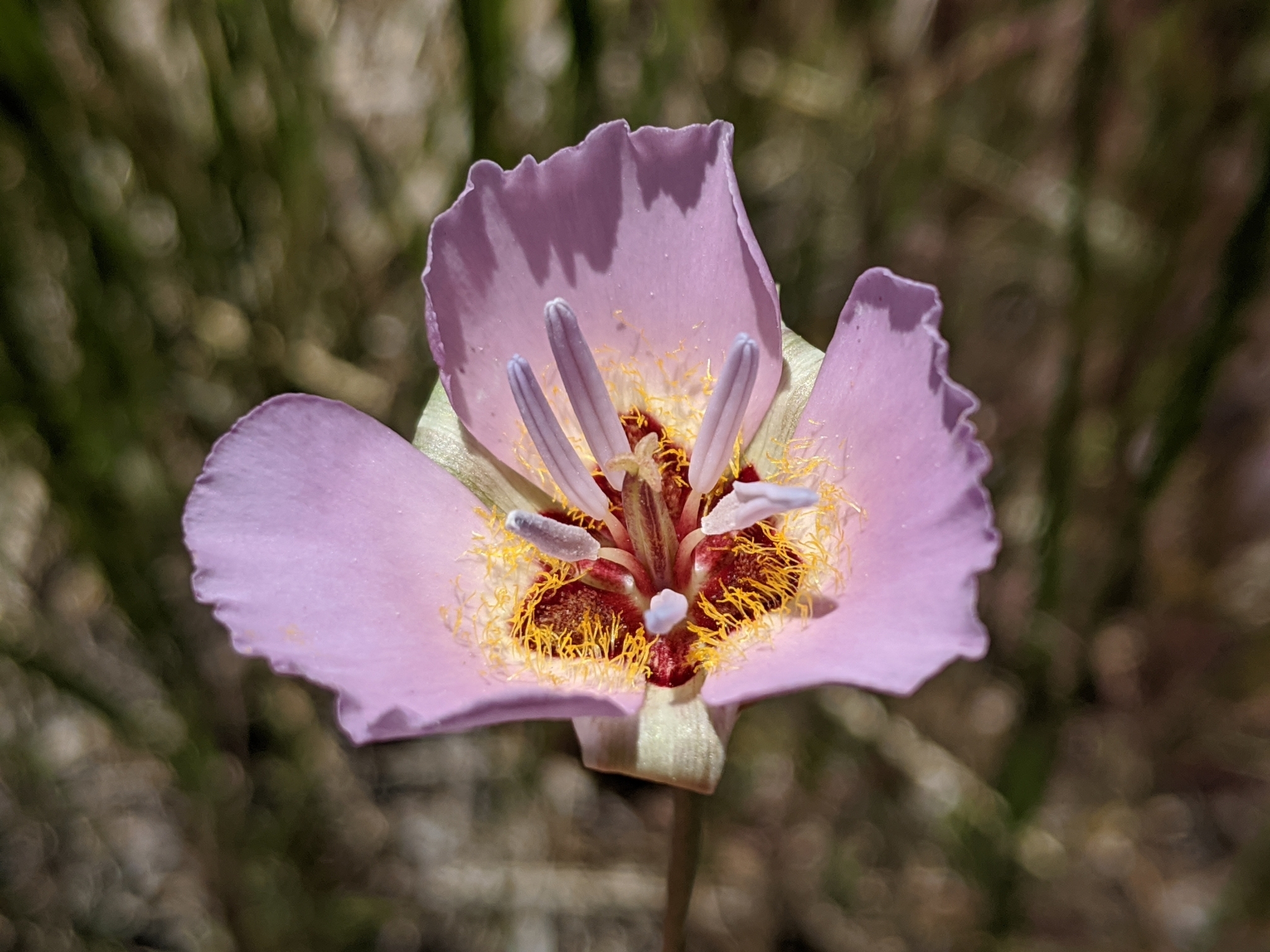 Calochortus palmeri var. palmeri