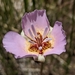 Palmer's Mariposa Lily - Photo (c) Christian Schwarz, some rights reserved (CC BY-NC), uploaded by Christian Schwarz