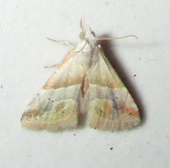 Eublemma ornatula