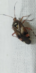 Deraeocoris olivaceus