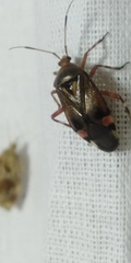 Deraeocoris olivaceus