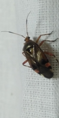 Deraeocoris olivaceus