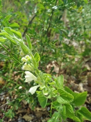 Scutellaria albida