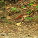Okinawa Robin - Photo (c) Yaron Budowski, some rights reserved (CC BY), uploaded by Yaron Budowski