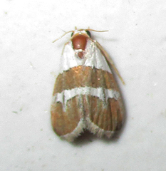 Eublemma alexi