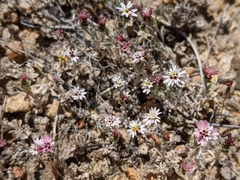 Lessingia tenuis