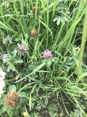 Trifolium pratense
