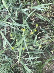 Matricaria discoidea