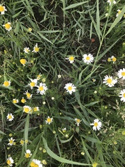 Tripleurospermum inodorum