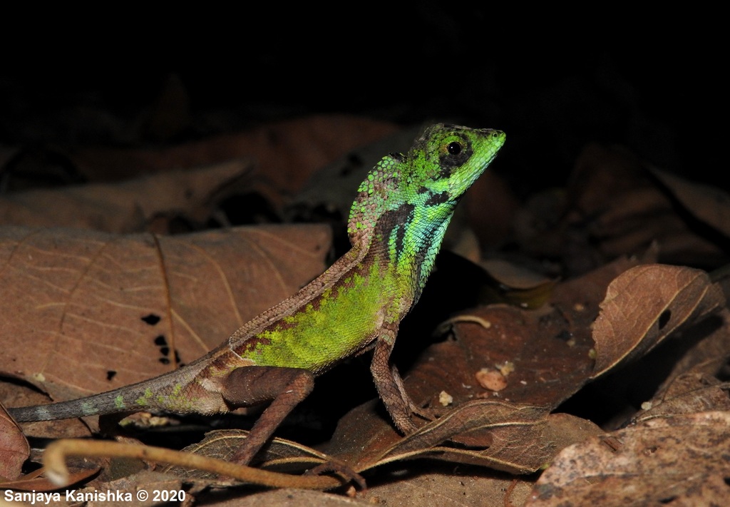 Black-Spotted Kangaroo Lizard