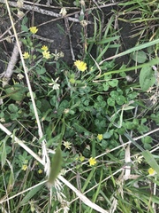 Trifolium dubium