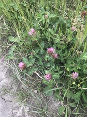 Trifolium pratense