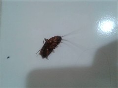 Periplaneta americana