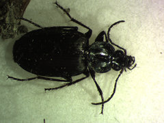Agonum placidum