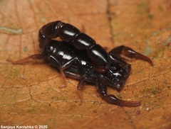 Buthoscorpio sarasinorum