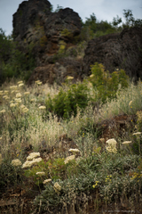 Eriogonum compositum