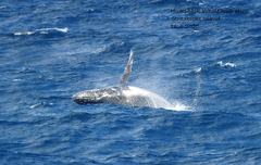 Megaptera novaeangliae australis