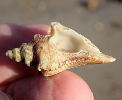 Pterochelus triformis