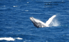 Megaptera novaeangliae australis