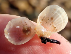 Magellania flavescens