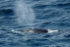 Megaptera novaeangliae australis