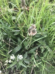 Plantago lanceolata