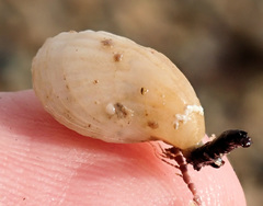 Magellania flavescens