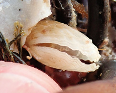 Magellania flavescens