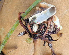 Magellania flavescens