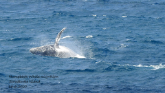 Megaptera novaeangliae australis