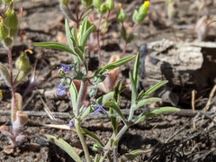 Trichostema micranthum