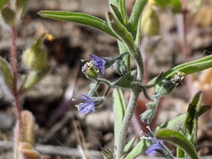 Trichostema micranthum
