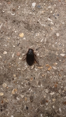 Dytiscus semisulcatus