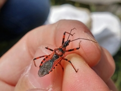 Rhynocoris