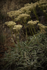 Eriogonum compositum