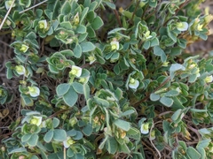 Acmispon denticulatus