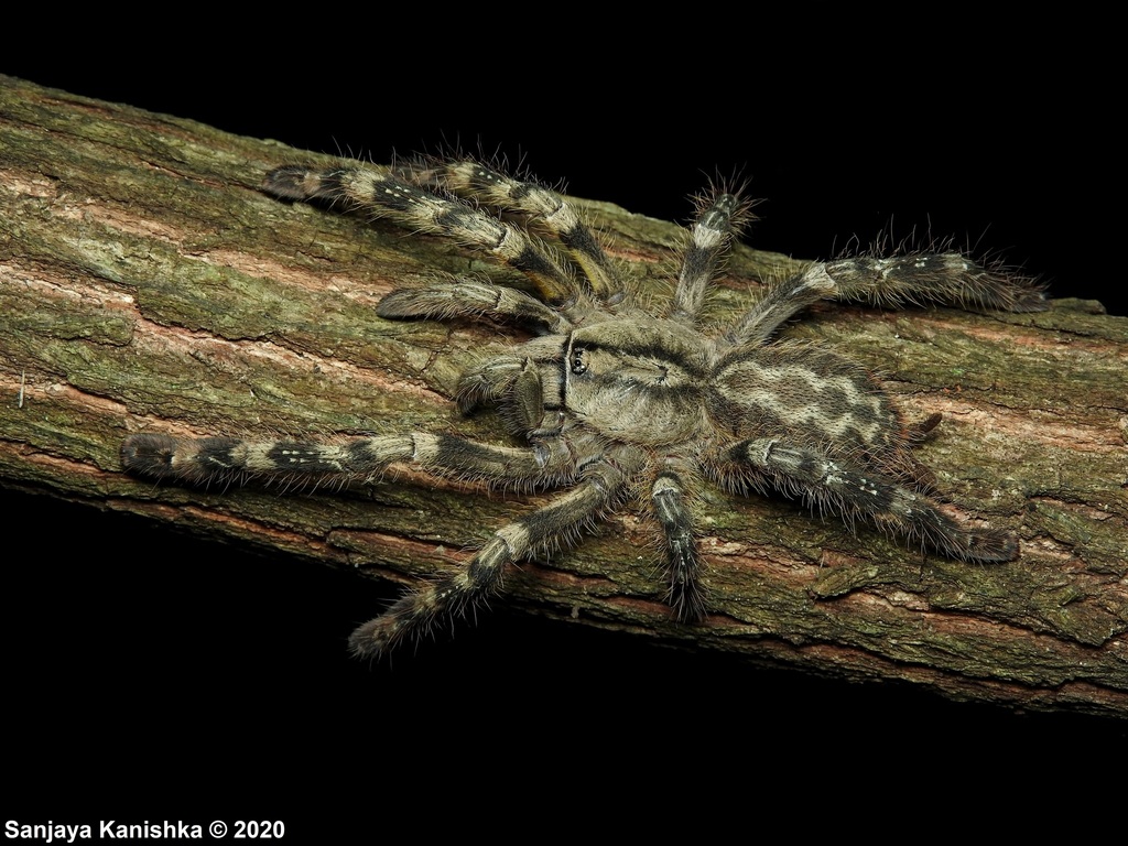 Sri Lankan Ornamental Tarantula from Anuradhapura, Sri Lanka on June 14