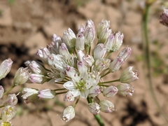 Allium howellii clokeyi