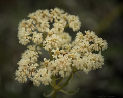 Eriogonum compositum