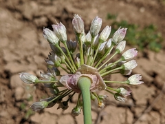 Allium howellii clokeyi
