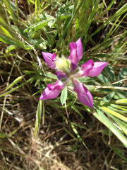 Lupinus microcarpus
