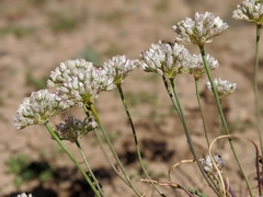 Allium howellii clokeyi